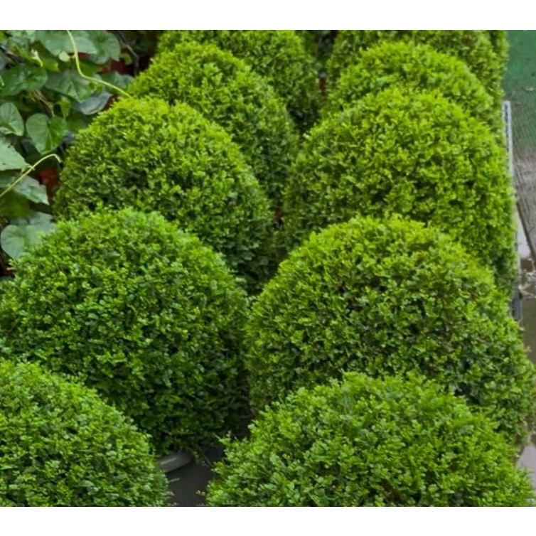 球形細葉七里香-細節圖4