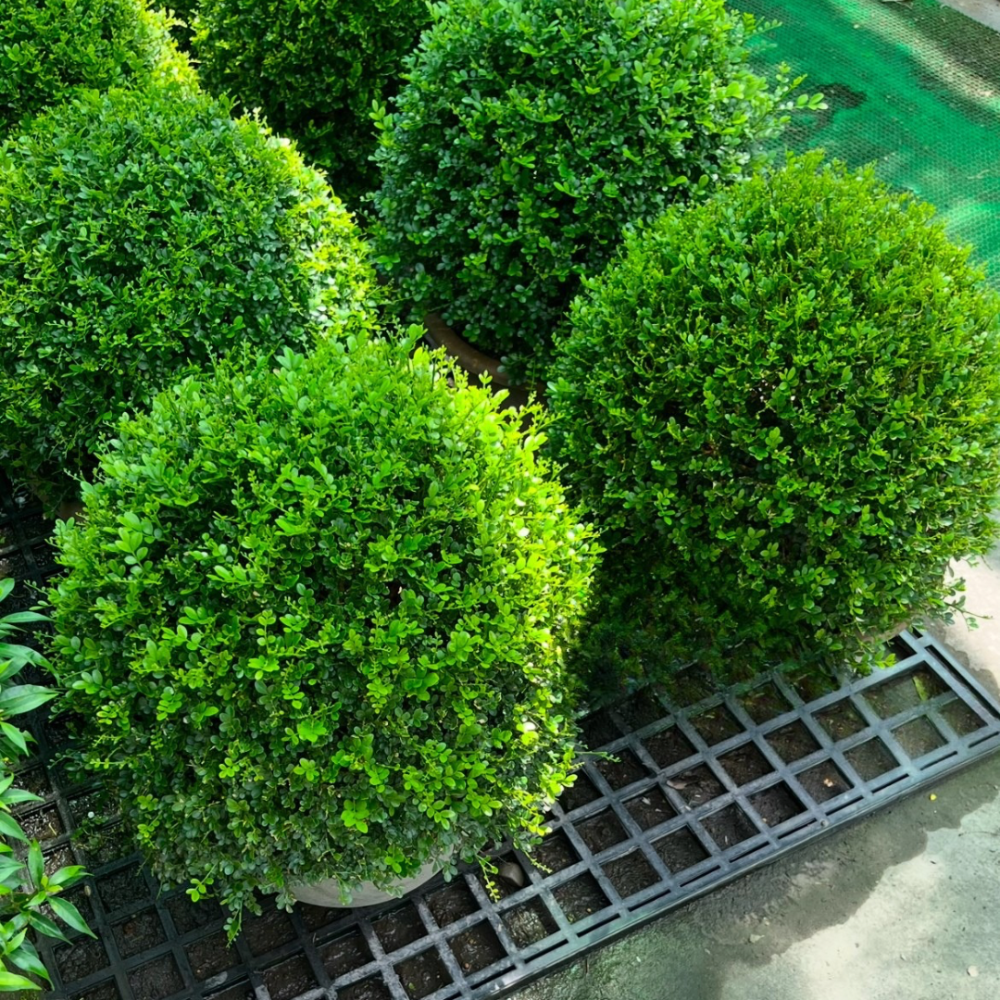 球形細葉七里香-細節圖5