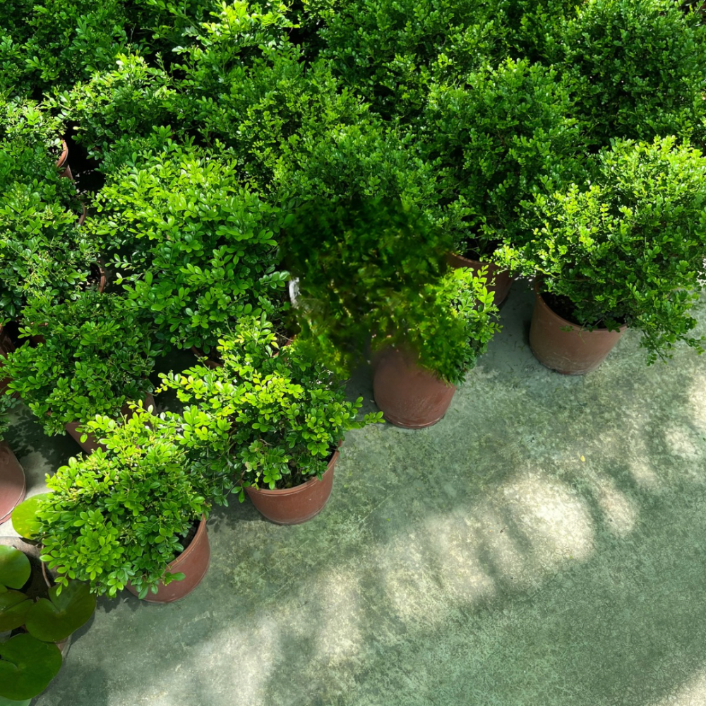 球形細葉七里香-細節圖6