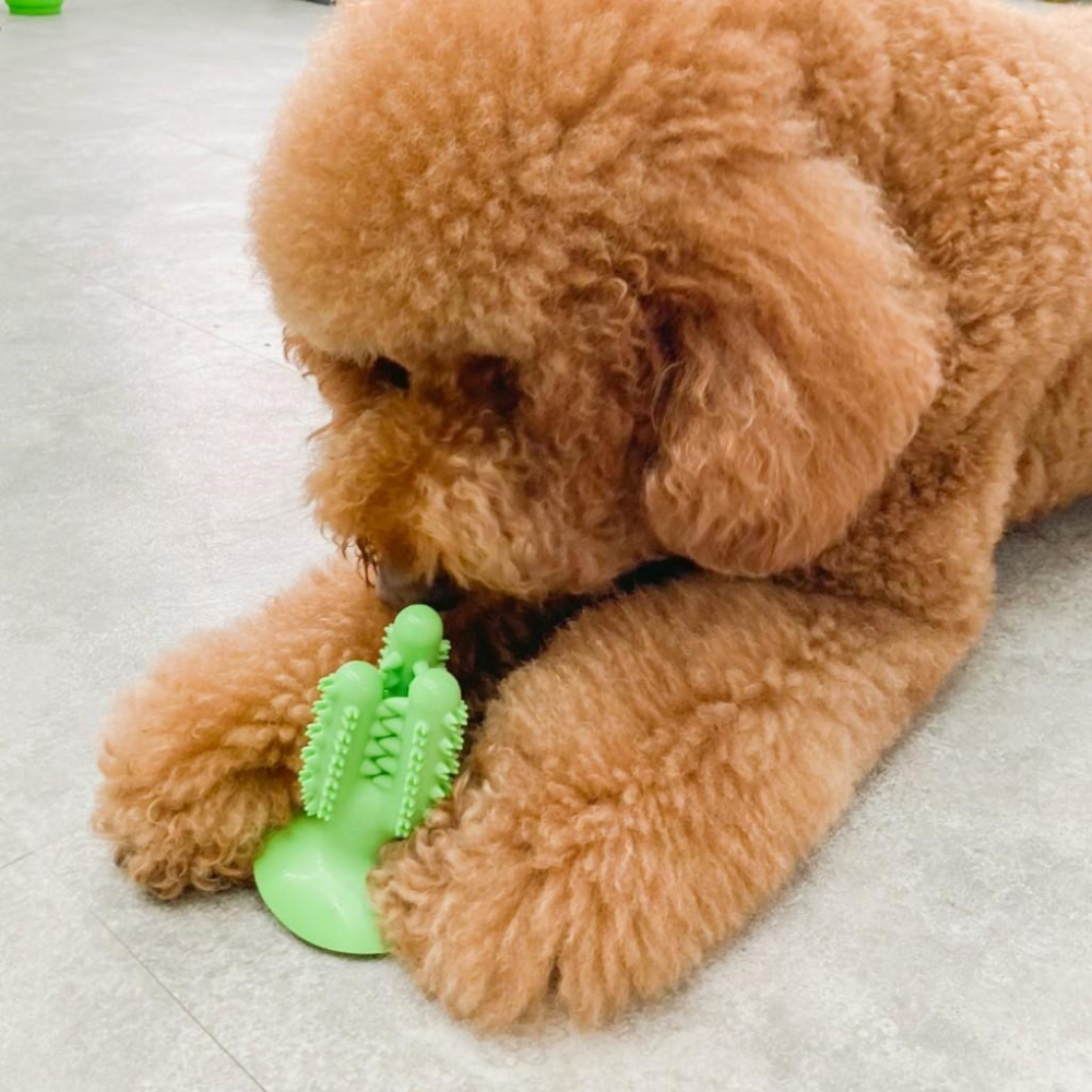 🚀隔日到貨🚀萌寵要當家 台灣現貨 夏日水果 仙人掌 磨牙玩具-細節圖7