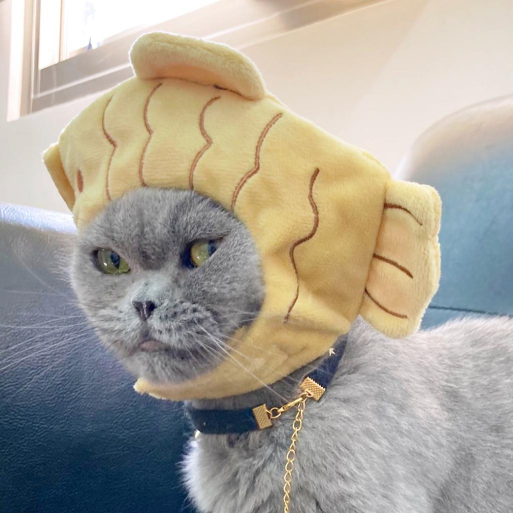 🚀隔日到貨🚀萌寵要當家 台灣現貨 有喵病 自嗨俏皮頭套 搞怪可愛寵物帽子 寵物頭套 寵物變裝 寵物頭飾-細節圖6