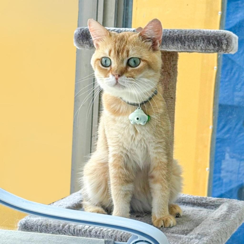 🚀隔日到貨🚀萌寵要當家 台灣現貨 有喵病 貓咪激光鈴噹項圈 項圈 紅外線項圈 紅外線逗貓 貓玩具 狗項圈 逗貓棒-細節圖5