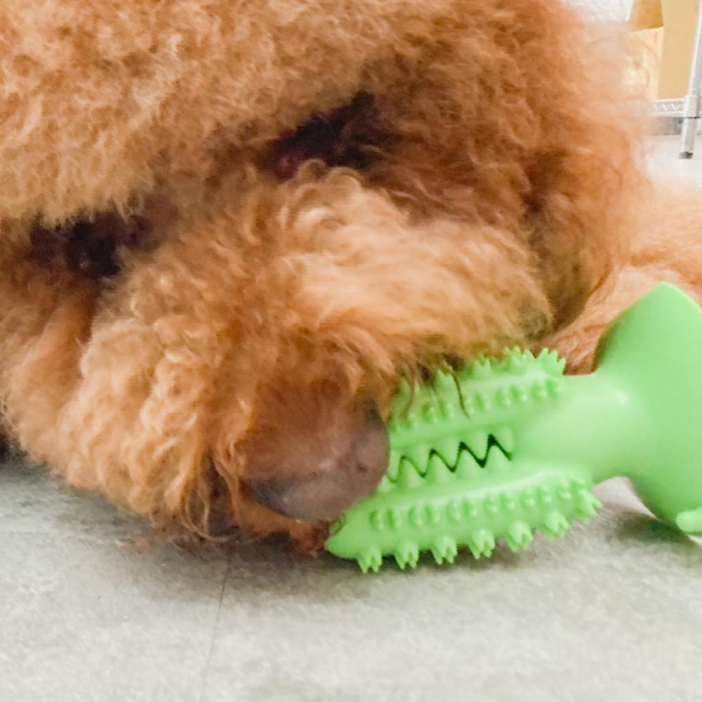 🚀隔日到貨🚀萌寵要當家 寵物來了 台灣現貨 吸盤磨牙互動玩具 狗磨牙玩具 互動玩具 潔牙玩具 磨牙玩具 吸盤玩具 漏食球-細節圖9