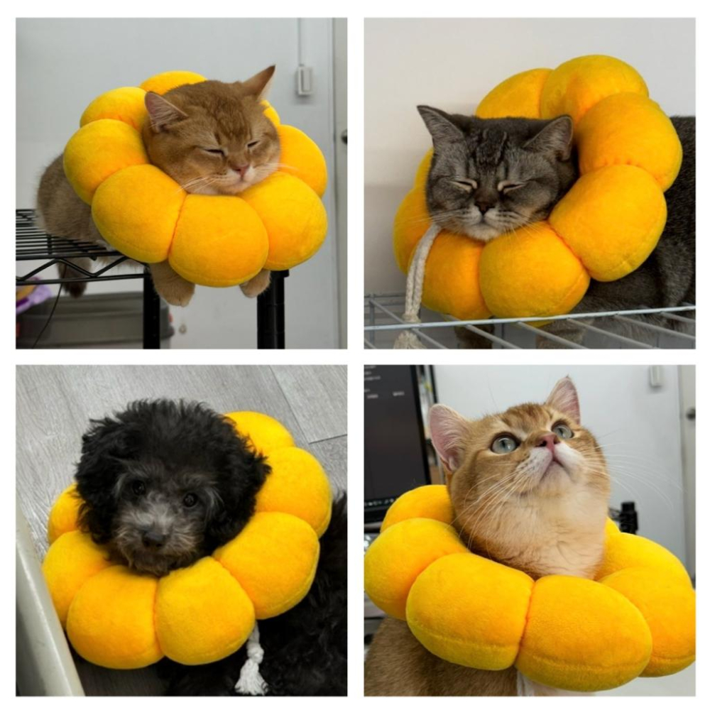 🚀隔日到貨🚀萌寵要當家 台灣現貨 寵物來了 造型頭套 寵物頭套 蘋果造型頭套 奶油獅 防舔咬 伊莉莎白-細節圖6