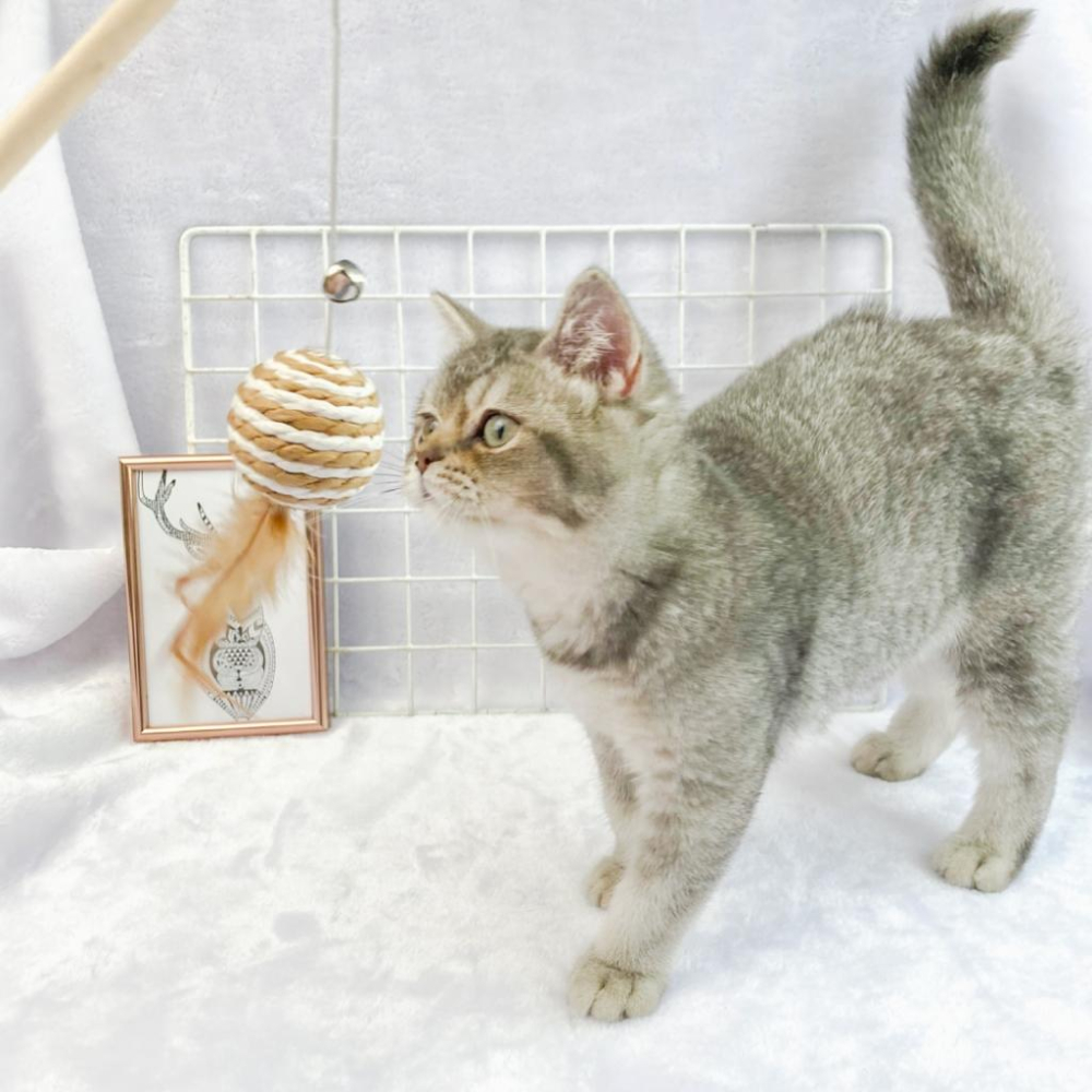🚀隔日到貨🚀萌寵要當家 有喵病 台灣現貨 木桿逗貓棒 逗貓棒 貓玩具-細節圖6