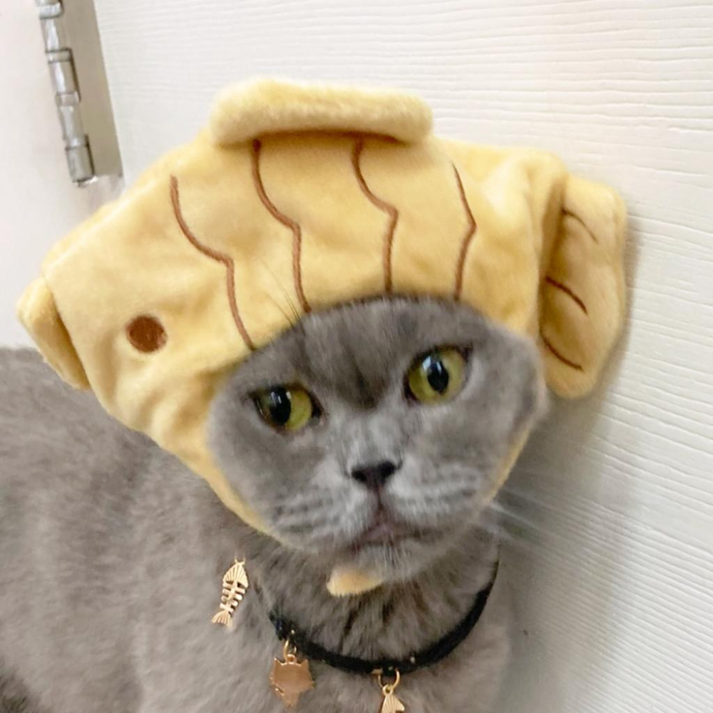 【 有喵病 台灣現貨】  自嗨俏皮頭套 搞怪可愛寵物帽子 寵物頭套 寵物變裝 寵物頭飾- 汪喵日總匯-細節圖6