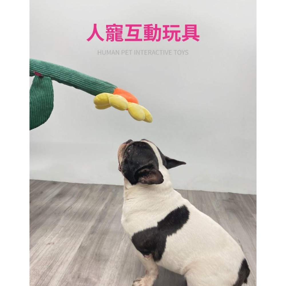 【 寵物來了 台灣現貨 】  花花棒響紙拔河互動玩具 狗狗玩具 - 汪喵日總匯-細節圖2
