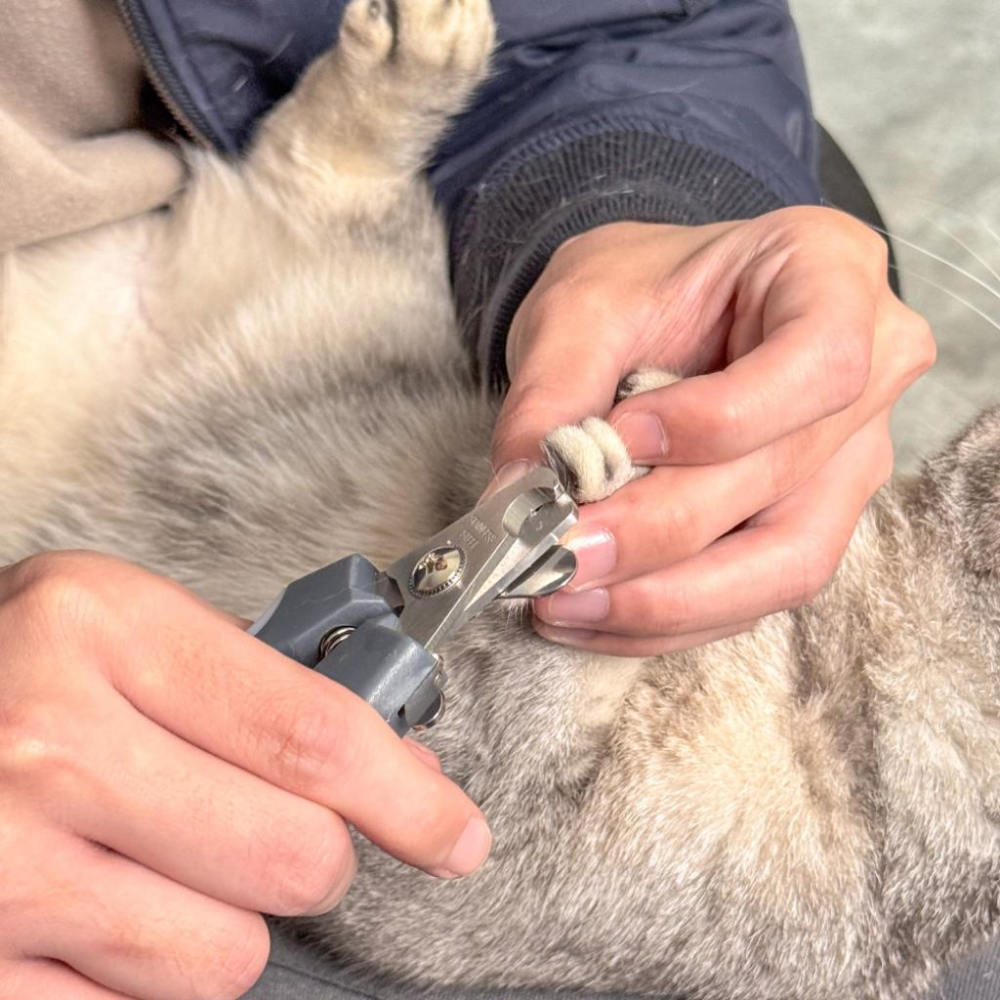 毛寵星人【寵物來了 台灣現貨】 簡約寵物指甲剪 狗指甲剪 貓指甲剪 寵物剪刀 寵物美容-細節圖8