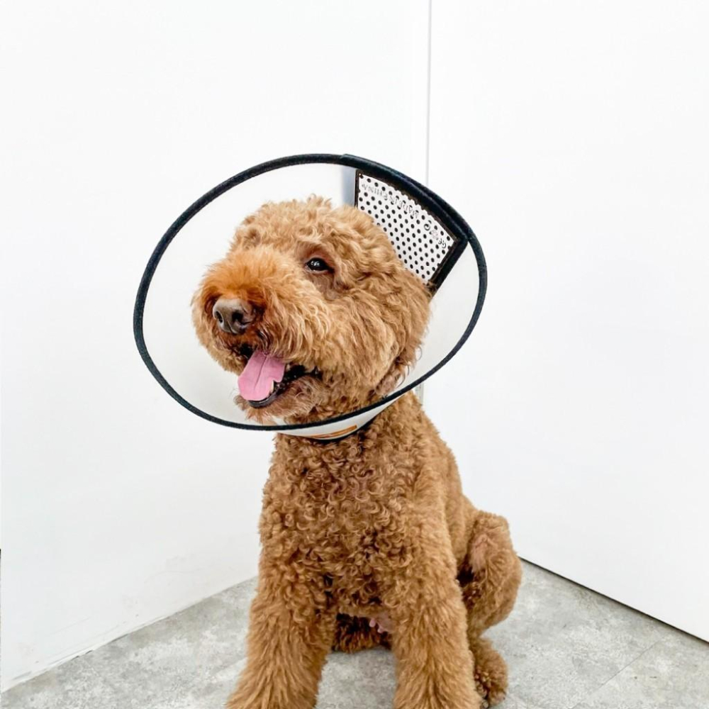 毛寵星人【寵物來了 台灣現貨】輕便防舔咬頭套 頭套 寵物頭套 防舔咬 術後頭套 寵物用-細節圖5