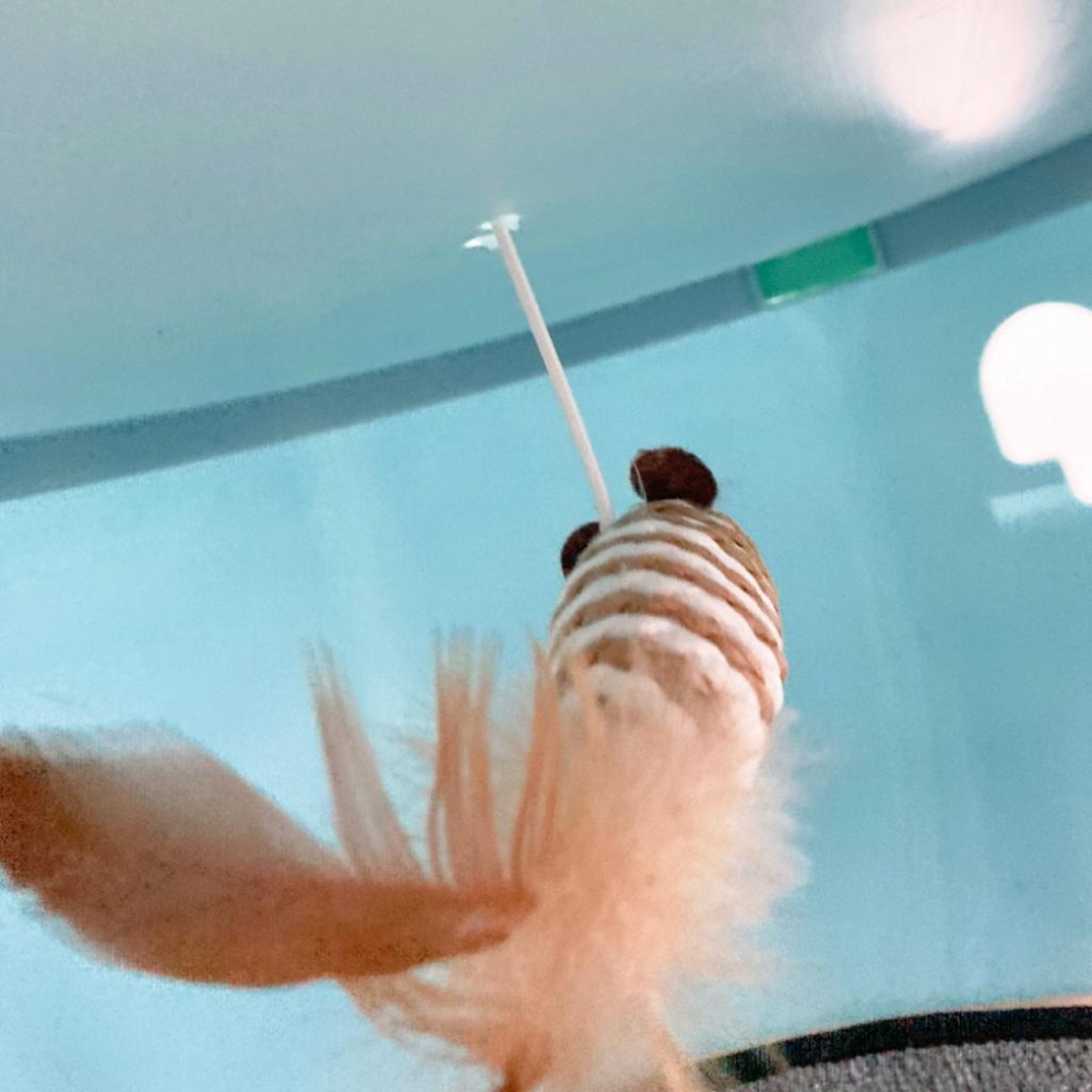 毛寵星人【有喵病 台灣現貨】 四季通用多功能貓塔-細節圖8