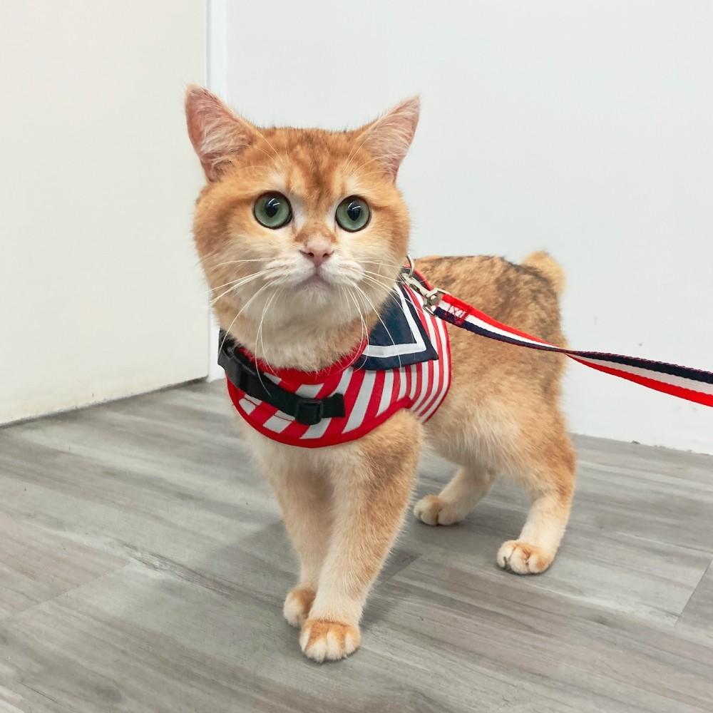 毛寵星人【寵物來了 台灣現貨】海軍風俏皮牽繩組 狗胸背 貓胸背 牽繩祖 外出用品 寵物-細節圖2