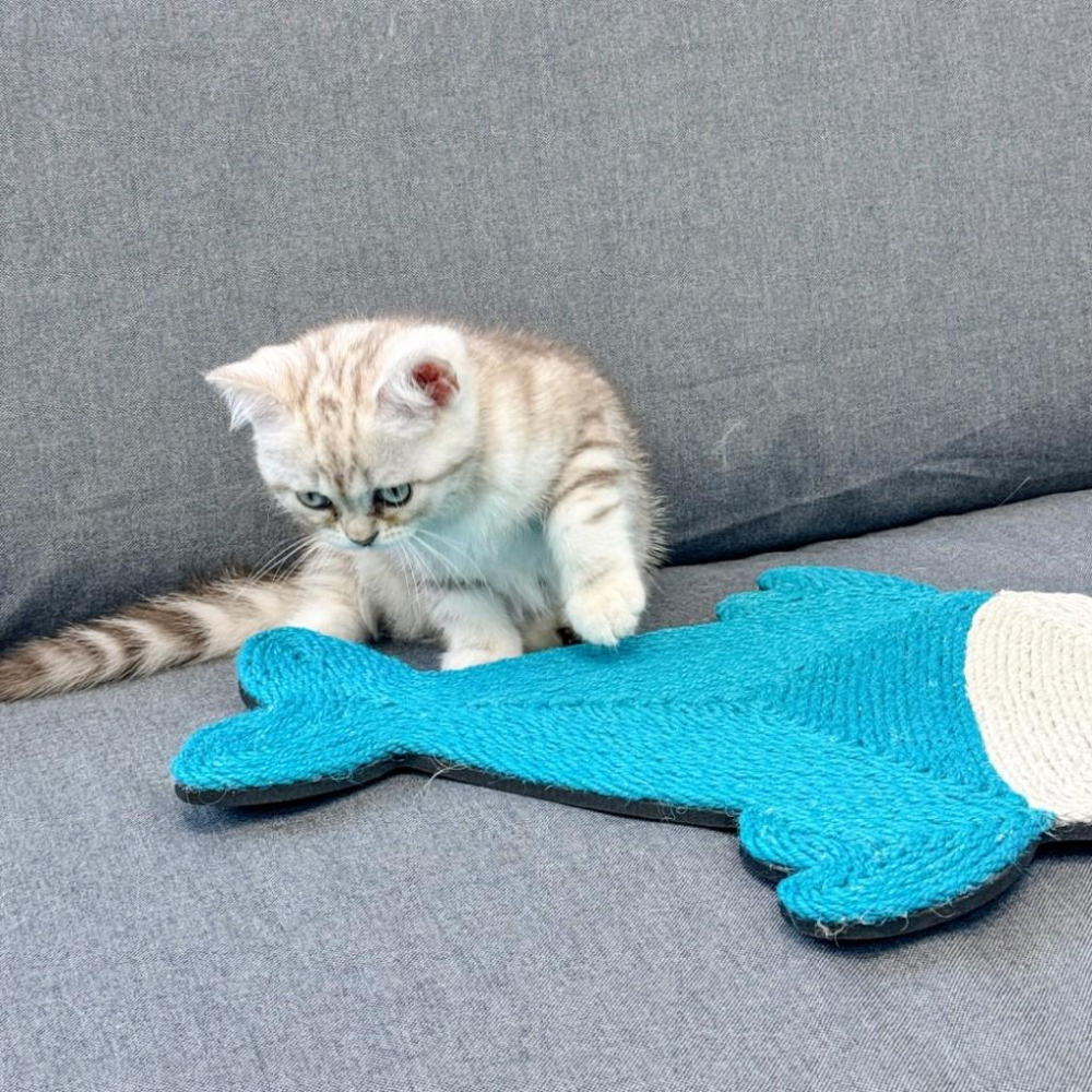 毛寵星人【寵物來了 台灣現貨】劍麻貓抓墊 貓抓板 劍麻 磨爪-細節圖3