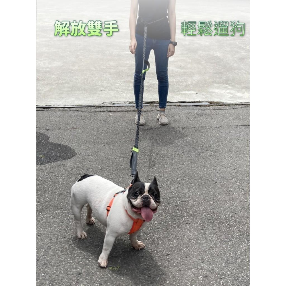 萌寵要當家寵物來了  雙彈力跑步牽繩 寵物牽繩 外出繩 螢光牽繩 反光繩 解放雙手 腰帶牽繩 狗牽繩-細節圖3