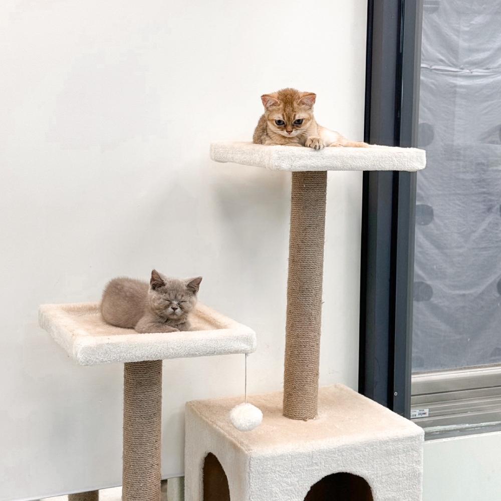 🍭有才寵物商店 🔥台灣現貨 有喵病 階梯式多層貓跳台 貓跳台 遊戲台-細節圖4