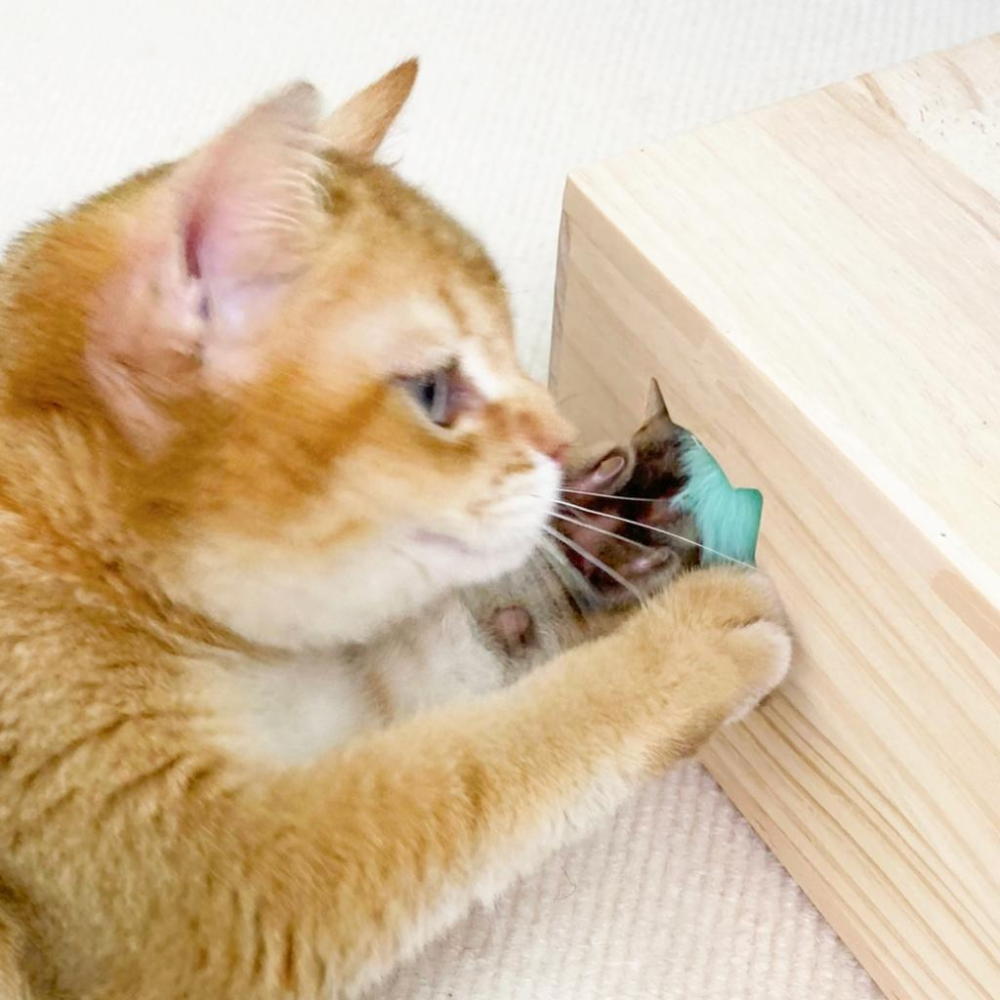 有喵病 台灣現貨 原木打地鼠貓玩具 貓咪打地鼠 寵物玩具 貓薄荷 貓玩具 互動玩具-細節圖6