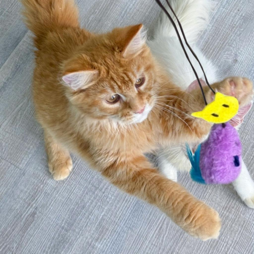 台灣現貨 驕傲貓狗 有喵病 懸掛式發聲老鼠 逗貓老鼠 懸掛式 逗貓玩具 解悶自嗨仿聲叫叫鼠-細節圖4