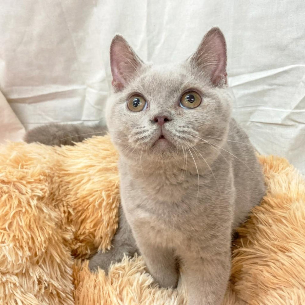 台灣現貨✅貓狗好時光 長毛絨舒眠 秋冬長毛絨 睡窩 方毯 睡墊 圓毯-細節圖3