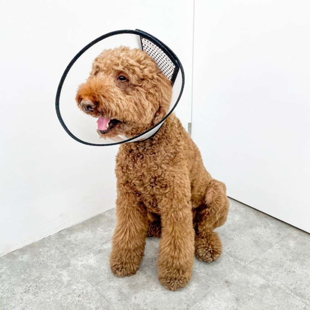 ✅貓狗好時光【寵物來了 台灣現貨】輕便防舔咬頭套 頭套 寵物頭套 防舔咬 術後頭套 寵物用-細節圖6