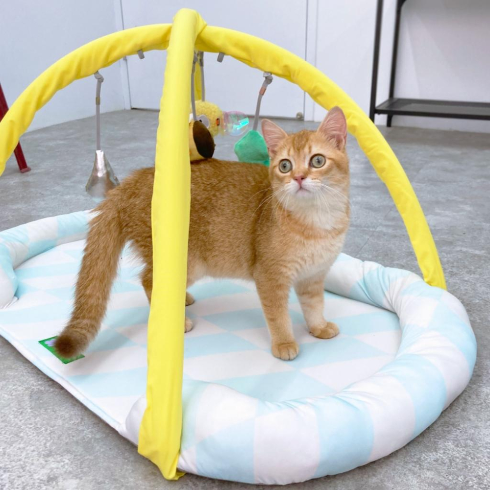 台灣現貨貓狗得來速 有喵病 清涼自嗨墊 夏季 涼蓆 寵物 貓咪 逗貓 貓睡墊 貓窩 玩具睡墊 寵物床-細節圖4