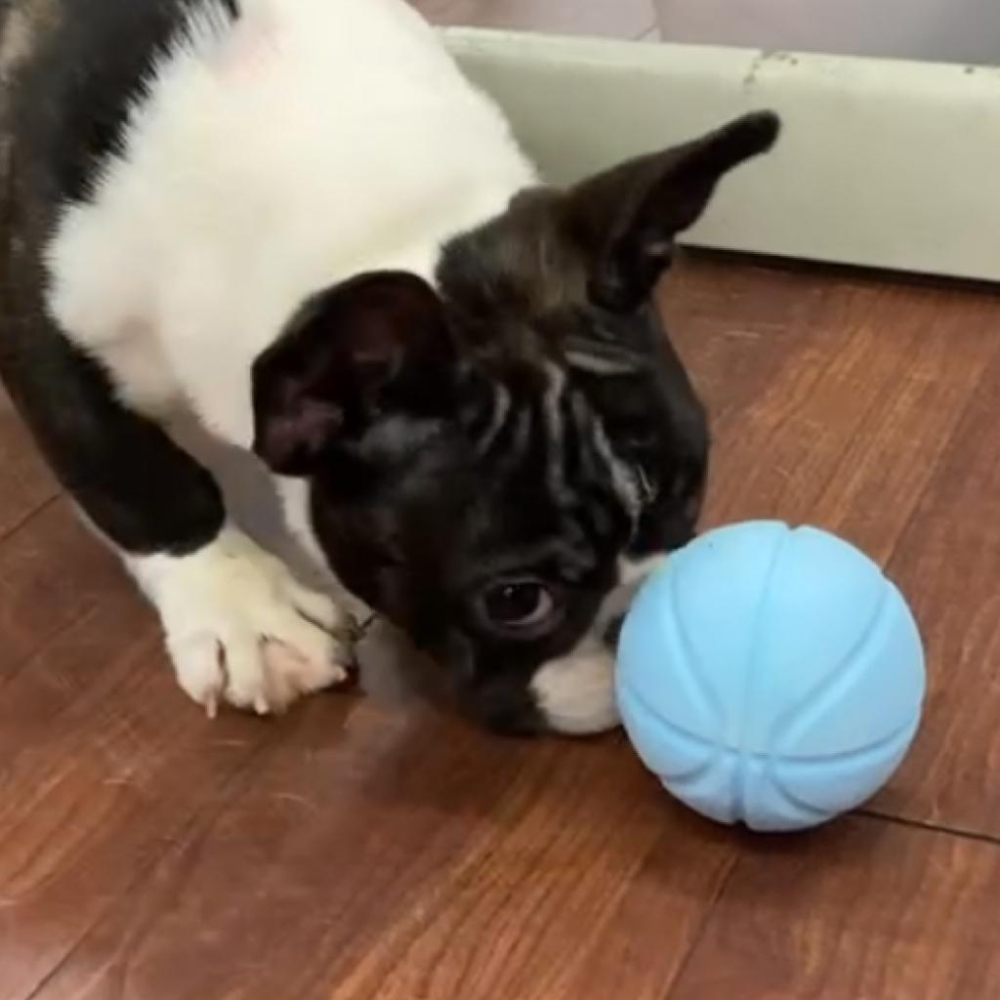 🐻維尼寵物🔥台灣現貨 寵物來了 漏食抗憂玩具球 寵物玩具 狗狗玩具 寵物益智玩具 漏食球-細節圖7