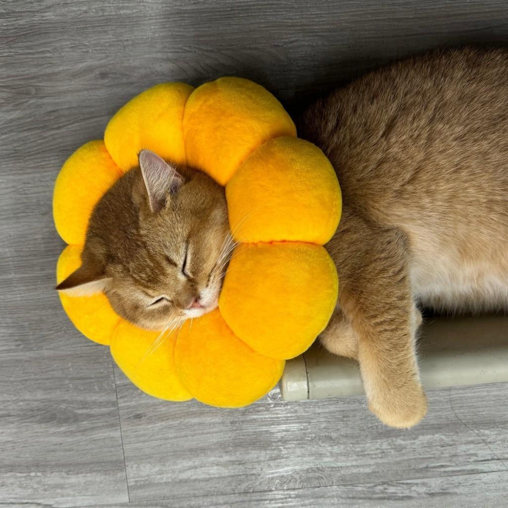 🐻維尼寵物🔥台灣現貨 寵物來了 造型頭套 寵物頭套 EVA防舔咬 趣味 毛絨可調節 花朵 伊莉莎白-細節圖3