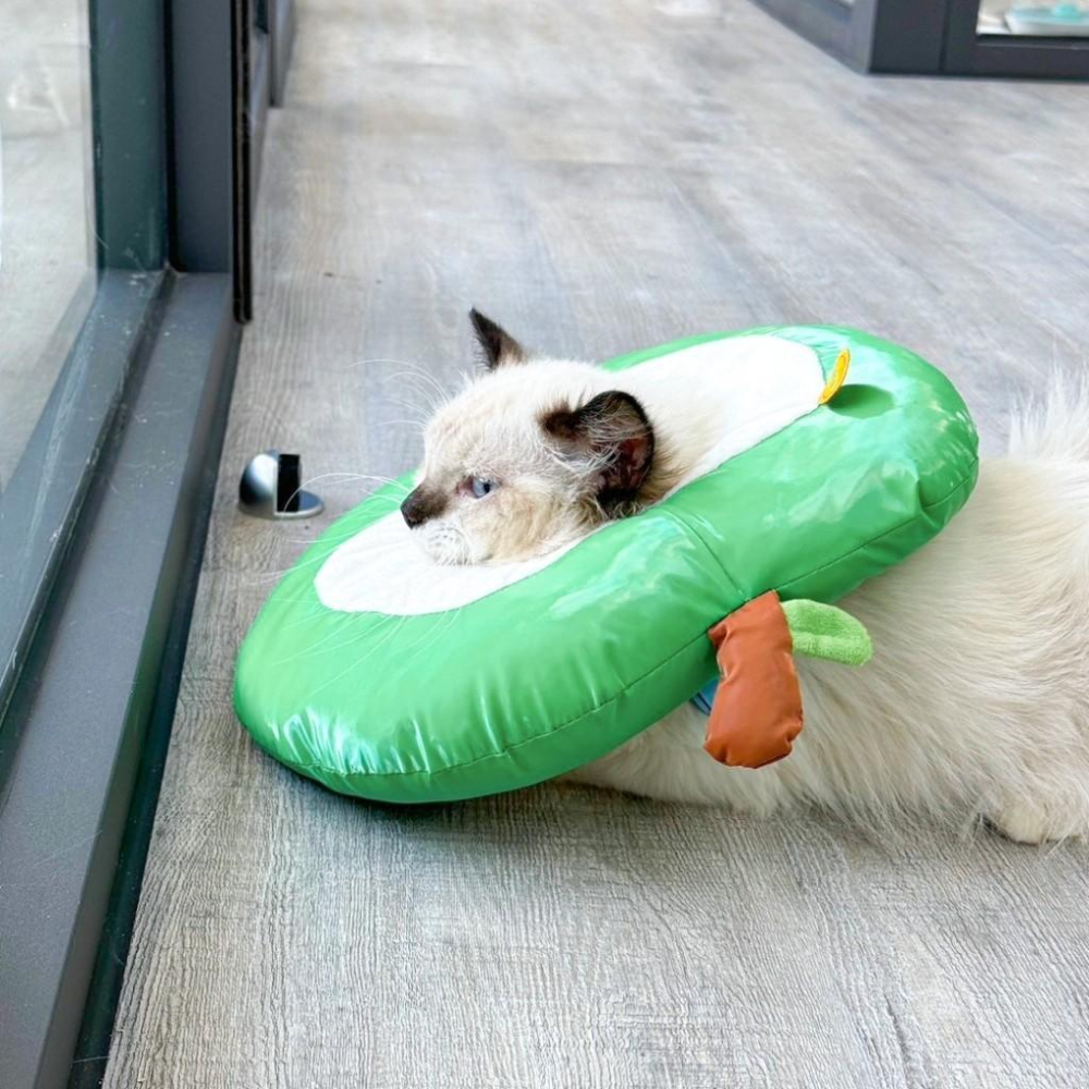 🐻維尼寵物🔥台灣現貨 寵物來了 造型頭套 寵物頭套 EVA防舔咬 趣味 毛絨可調節 花朵 伊莉莎白-細節圖4