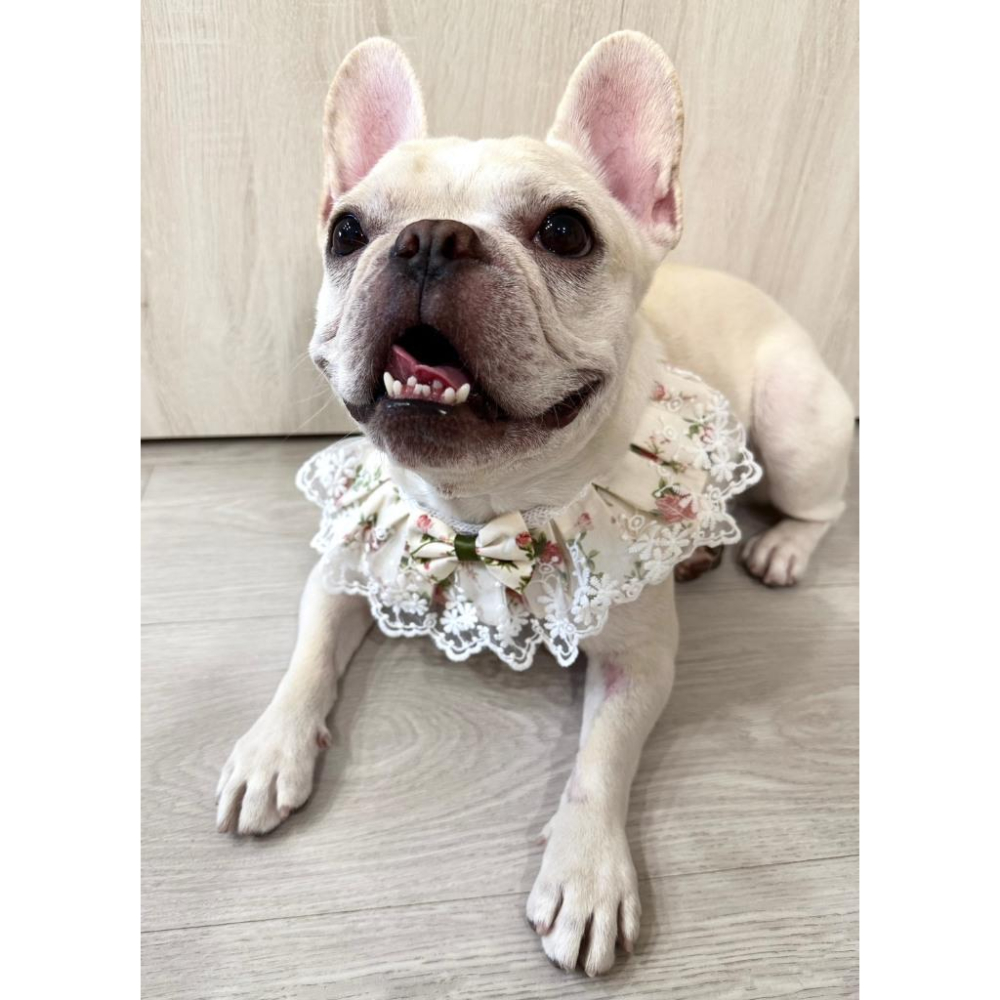 #現貨快速出貨【青衫寵物】原創 ◆ 夢幻白色花邊蕾絲口水巾、領巾寵物貓咪狗狗頸部裝飾衣服圍脖-細節圖4