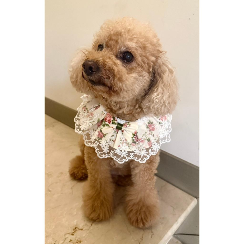 #現貨快速出貨【青衫寵物】原創 ◆ 夢幻白色花邊蕾絲口水巾、領巾寵物貓咪狗狗頸部裝飾衣服圍脖-細節圖5