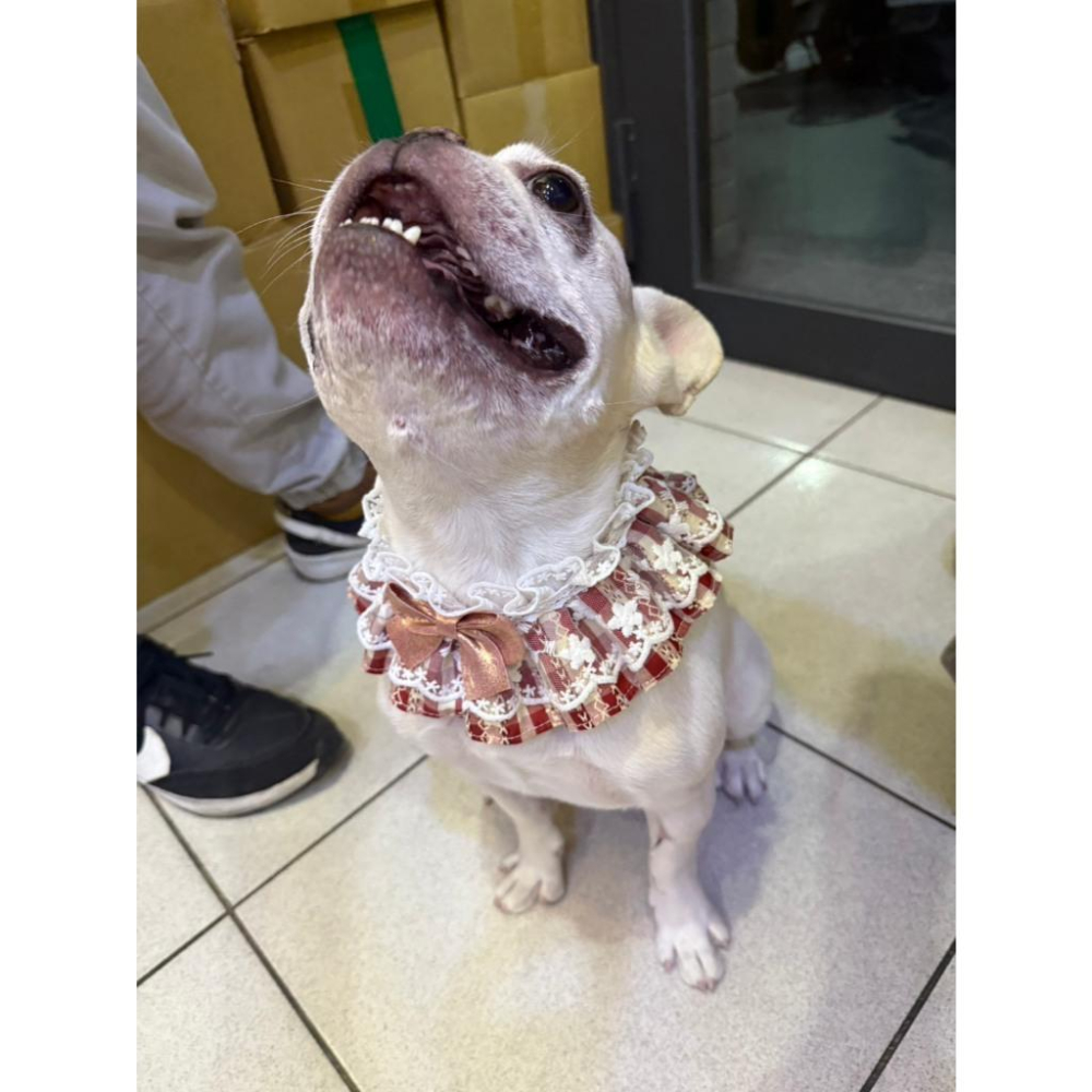 #現貨快速出貨【青衫寵物】原創 ◆ 紅色蝴蝶結格紋花邊蕾絲口水巾、領巾寵物貓咪狗狗頸部裝飾衣服圍脖-細節圖7