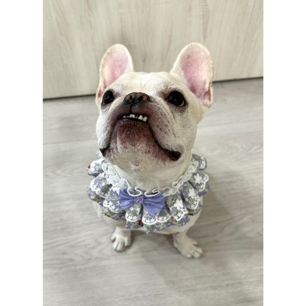 #現貨快速出貨【青衫寵物】原創 ◆ 蝴蝶結紫色花邊蕾絲口水巾、領巾寵物貓咪狗狗頸部裝飾衣服圍脖-細節圖5