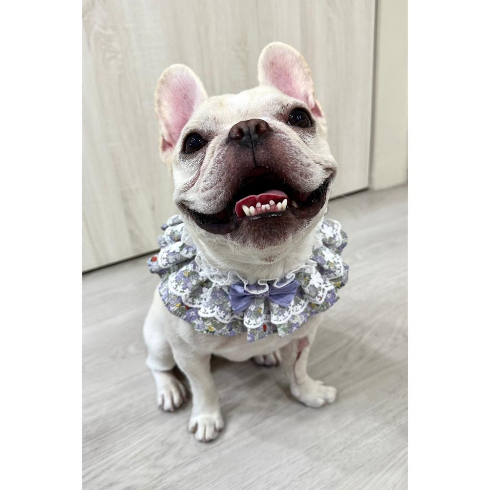 #現貨快速出貨【青衫寵物】原創 ◆ 蝴蝶結紫色花邊蕾絲口水巾、領巾寵物貓咪狗狗頸部裝飾衣服圍脖-細節圖6