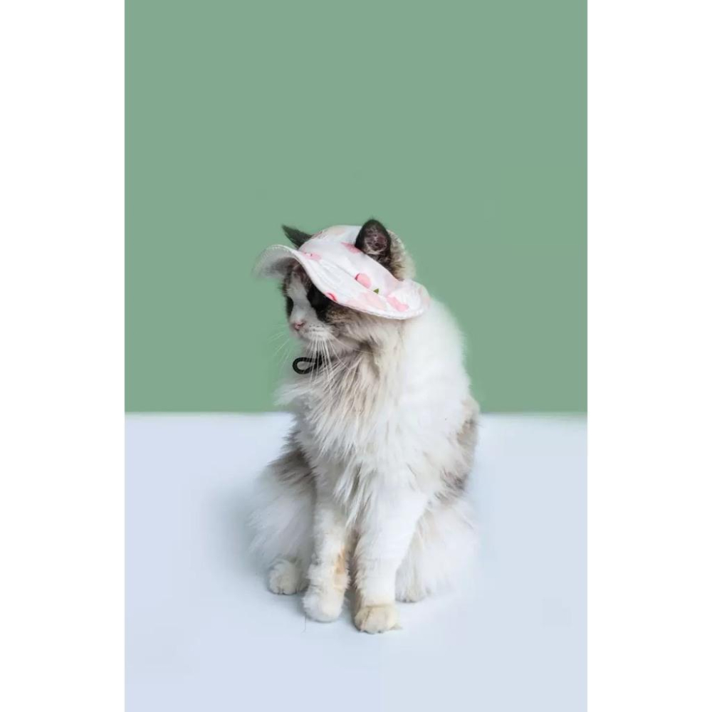 現貨 夏季猫狗帽子寵物頭套外出防曬帽子狗狗貓貓漁夫帽透氣防曬遮陽帽可調節鬆緊度不卡耳朵-細節圖2