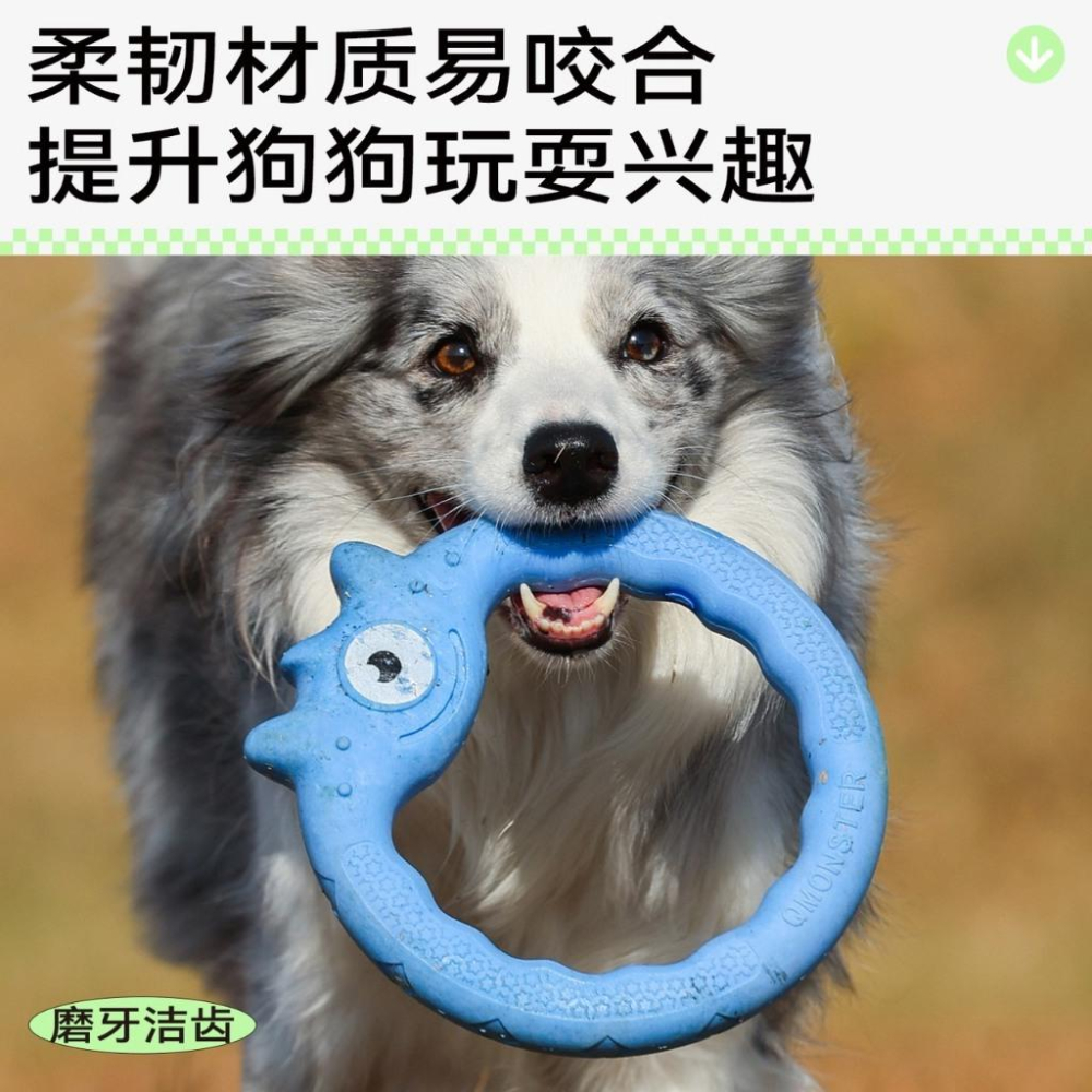 現貨 Qmonster狗狗飛盤玩具 互動耐咬寵物訓練玩具 訓練狗狗專用中大型犬玩具-細節圖4
