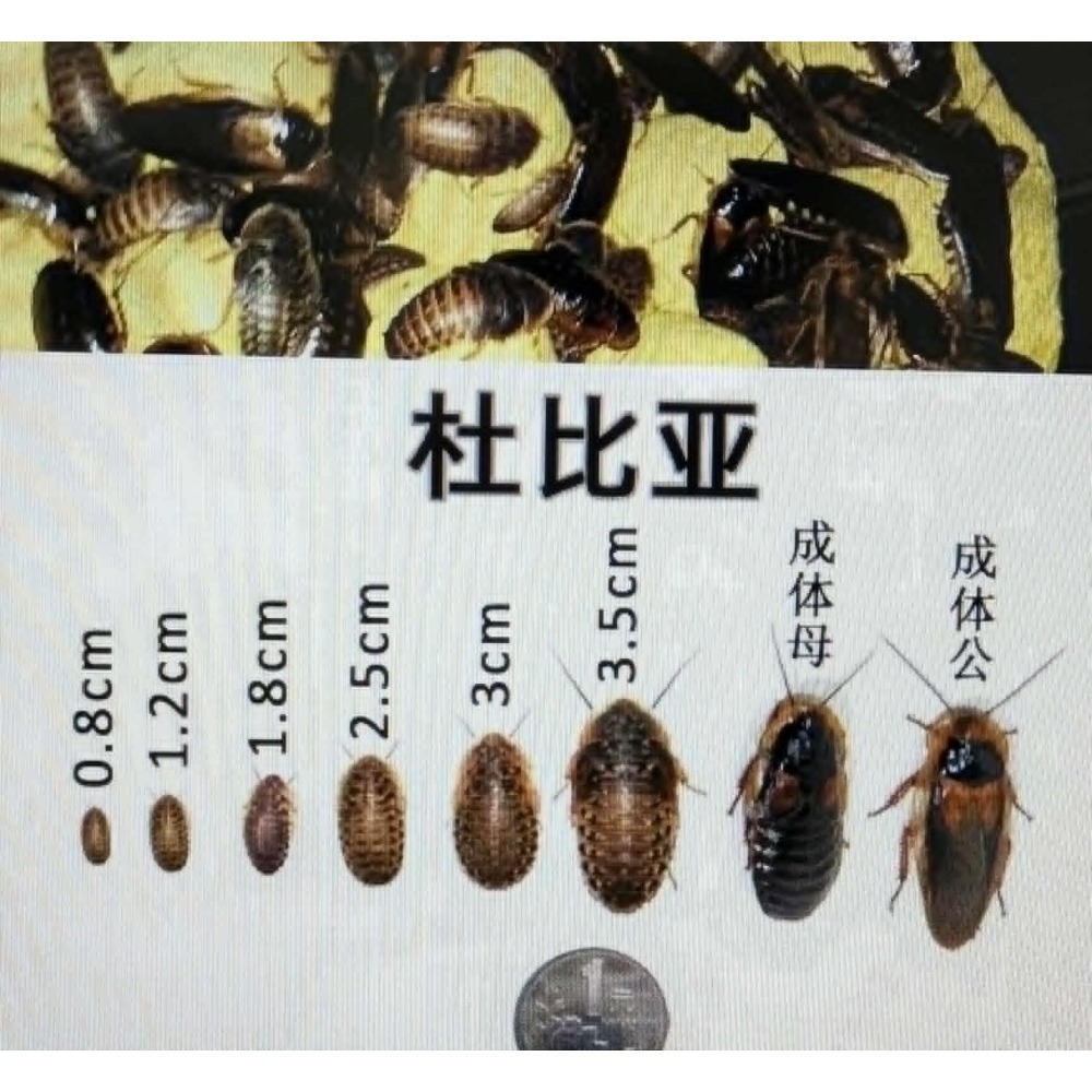 杜比亞-規格圖1