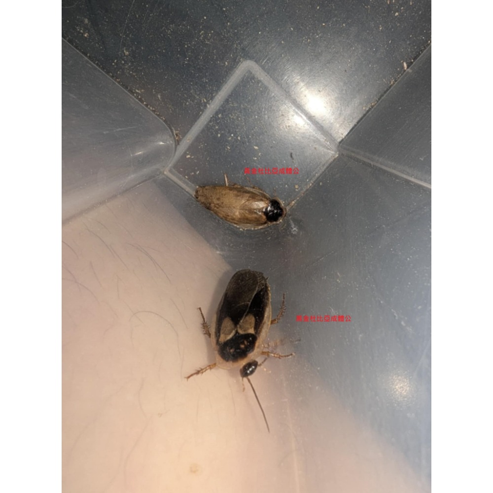 杜比亞-規格圖1