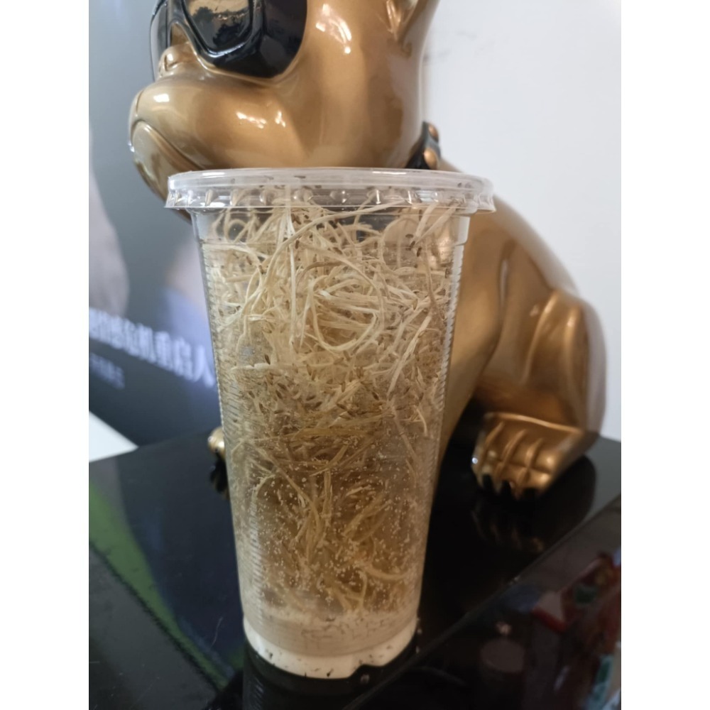 果蠅 殘翅  無翅  大果-規格圖1