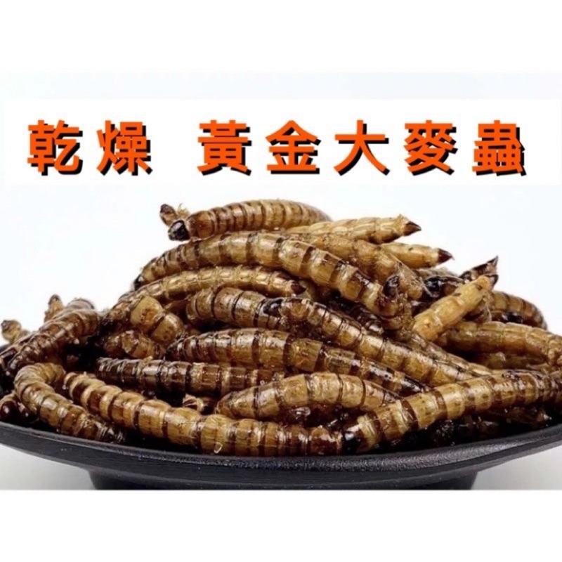 大麥蟲-規格圖1