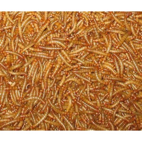 麵包蟲-規格圖1