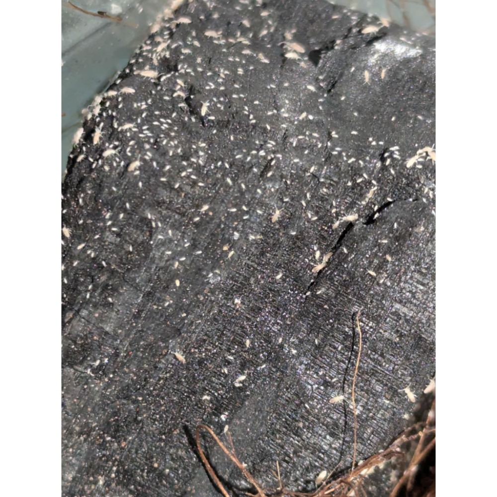 木炭杯裝數量200以上