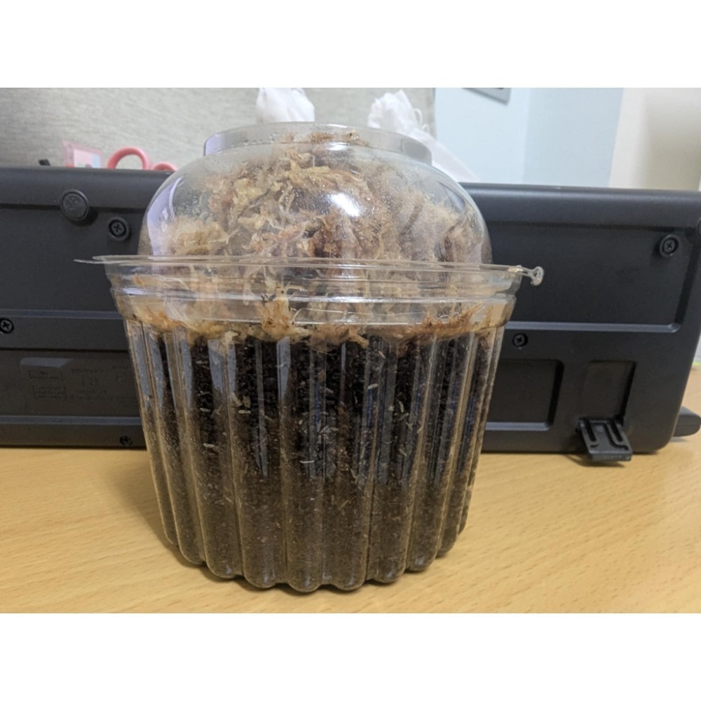 黃班蟋蟀-規格圖1