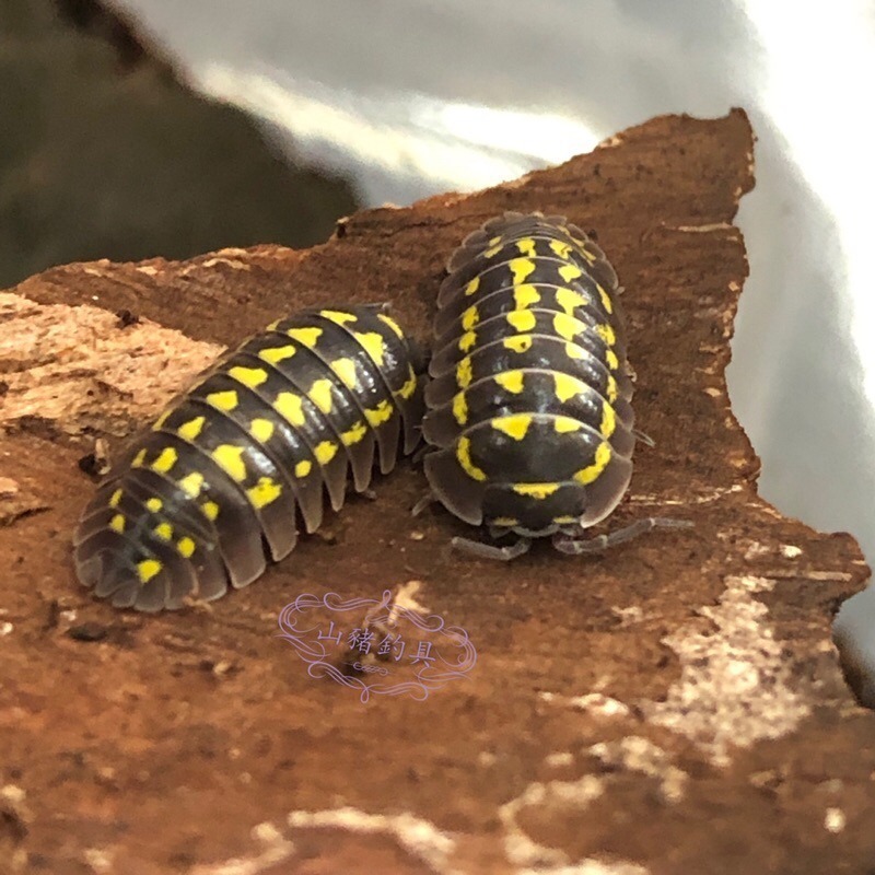 鼠婦 櫻花 檸檬藍 卡布奇諾 法國四紋 木星 熊貓王 冰川 正露丸 魔法藥水 紫羅蘭 木瓜 黃頭鴨 金鴨 琥珀 東北西班-規格圖1