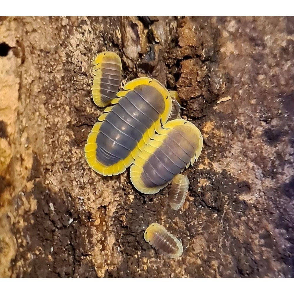 鼠婦 櫻花 檸檬藍 卡布奇諾 法國四紋 木星 熊貓王 冰川 正露丸 魔法藥水 紫羅蘭 木瓜 黃頭鴨 金鴨 琥珀 東北西班-規格圖1