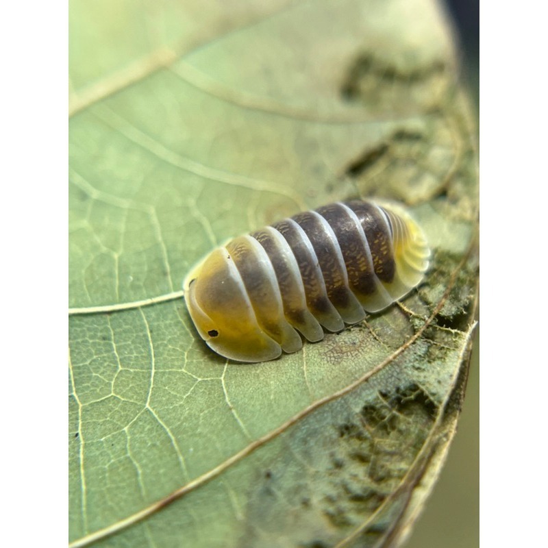 木星（邱比特）5+1