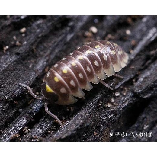 斑馬10+2（有白跟黃）