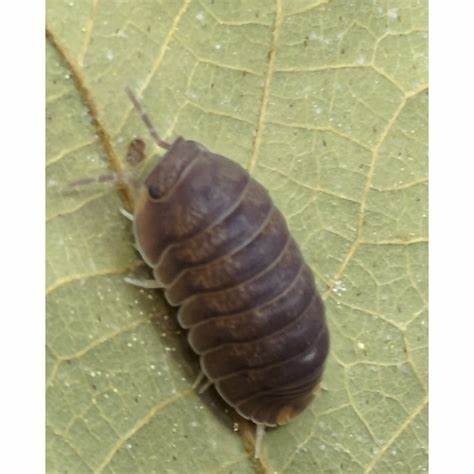 鼠婦 櫻花 檸檬藍 卡布奇諾 法國四紋 木星 熊貓王 冰川 正露丸 魔法藥水 紫羅蘭 木瓜 黃頭鴨 金鴨 琥珀 東北西班-規格圖1