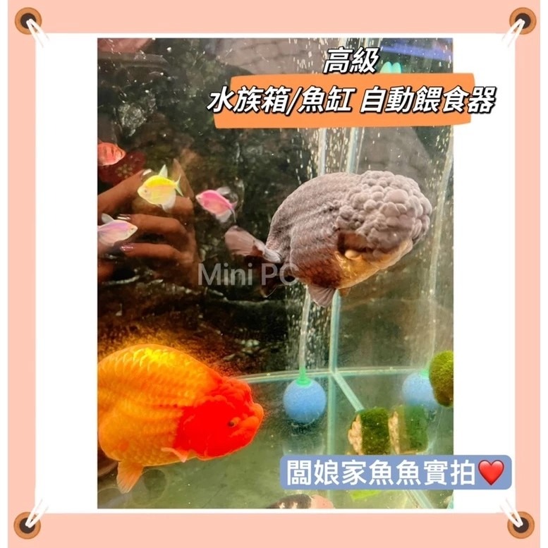 🔥在台現貨🔥高級自動餵魚器/可遠端遙控/智能定時餵魚/餵烏龜等/自動投料神器/全自動餵魚/超智能餵魚器-細節圖7