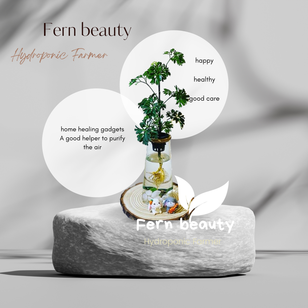 [ꜰᴇʀɴ ʙᴇᴀᴜᴛʏ] 懶人水耕植栽｜芹葉福祿桐 x 高直玻璃瓶｜簡約質感・輕鬆綠意-細節圖2