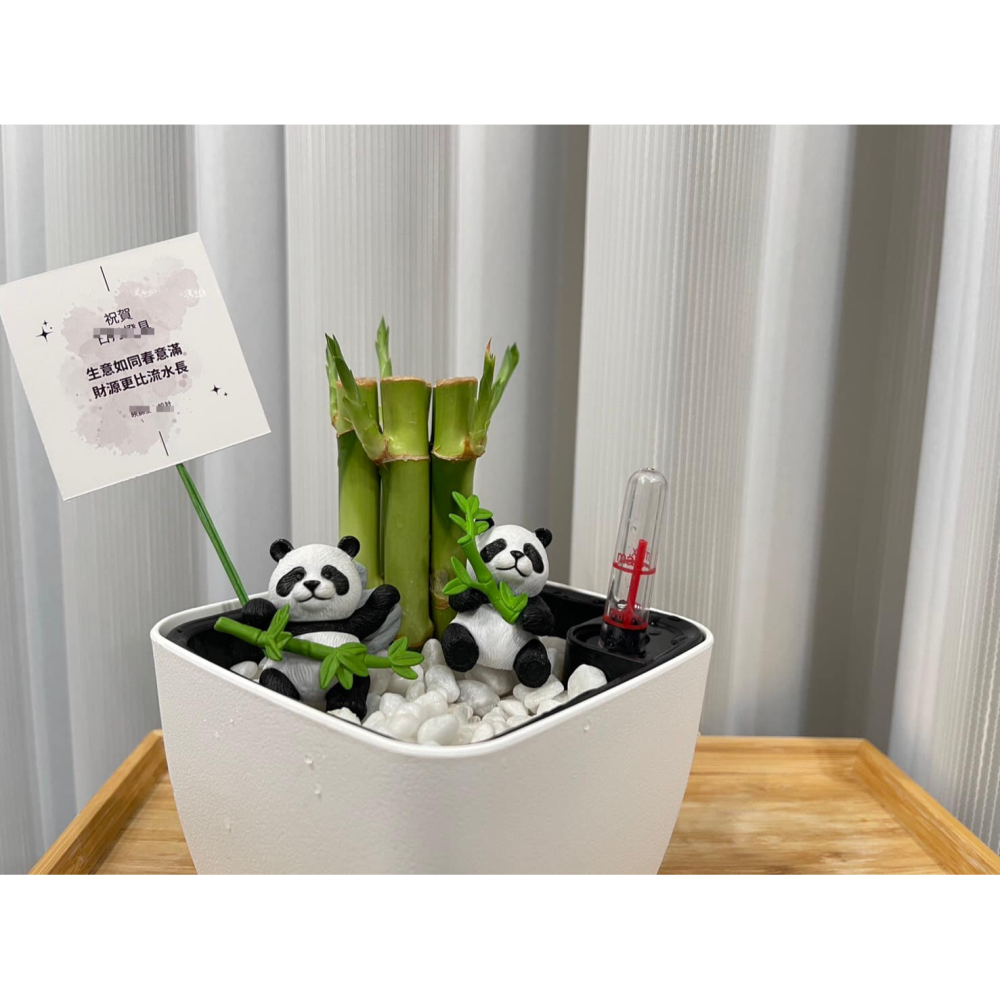 [ꜰᴇʀɴ ʙᴇᴀᴜᴛʏ] 懶人土耕植栽｜開運竹 x 方形懶人花盆｜熊貓陪伴・質感療癒-細節圖2