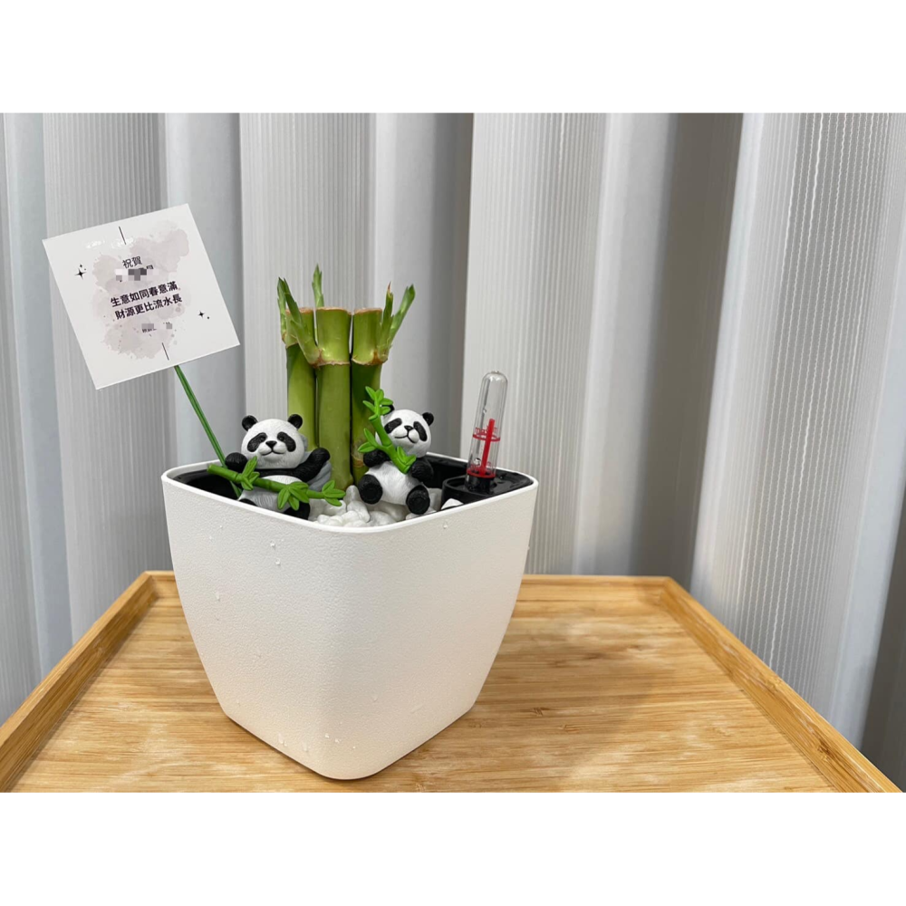 [ꜰᴇʀɴ ʙᴇᴀᴜᴛʏ] 懶人土耕植栽｜開運竹 x 方形懶人花盆｜熊貓陪伴・質感療癒-細節圖3