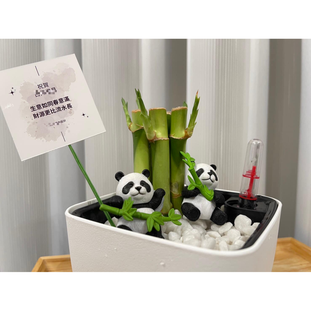 [ꜰᴇʀɴ ʙᴇᴀᴜᴛʏ] 懶人土耕植栽｜開運竹 x 方形懶人花盆｜熊貓陪伴・質感療癒-細節圖4